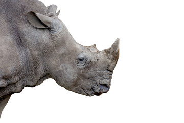 Isolated and close-up Rhino's head, side view or profile of grey Rhino on white background.