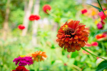 red and yellow flowers