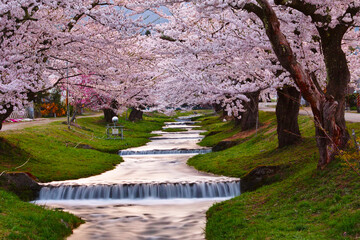 日本の桜（福島県 観音寺川の桜並木）