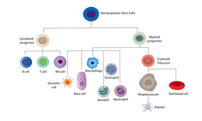 Hematopoietic Stem Cell [differentiation]