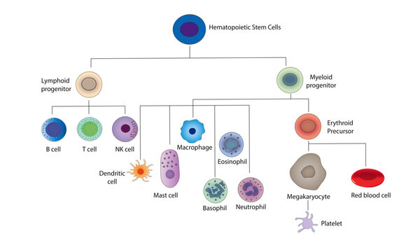Hematopoietic Stem Cell [differentiation]