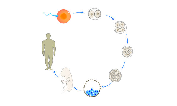 Human development [From gametes to adult]