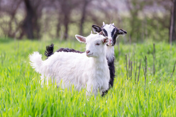 Obraz premium Two baby goats white and black graze in a spring meadow