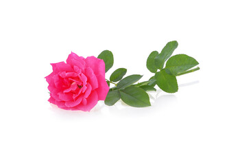 Pink rose isolated on white background