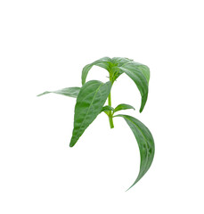 Andrographis paniculata isolated on white background