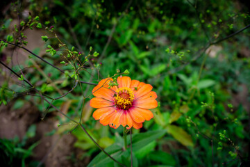 orange flower in the garden