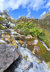 alpine torrent  flowing in a the rocks with mountain range background