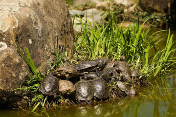 Many different sized turtles in various sunbathing positions on a brown rock in a swamp pond and green plants in the background.