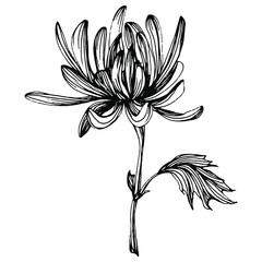 Chrysanthemum by hand drawing. Floral tattoo highly detailed in line art style. Flower tattoo concept. Black and white clip art isolated on white background. Antique vintage engraving illustration.