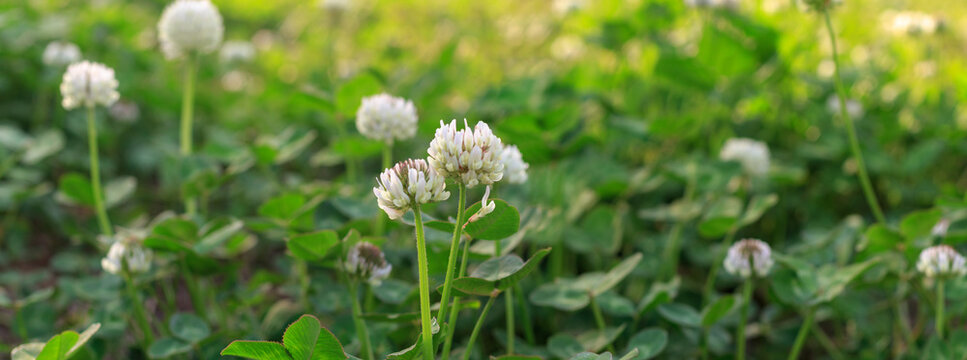 Panoramic view of white clover flowers	