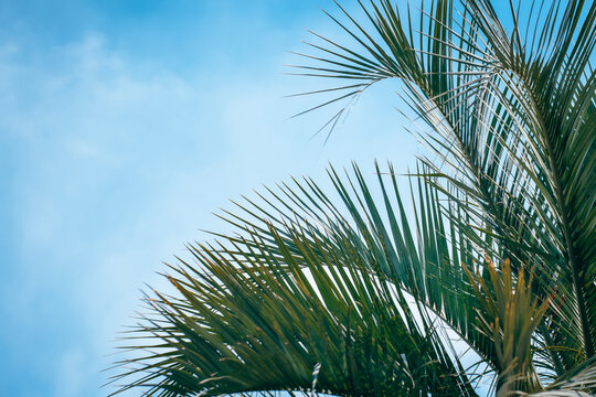 Green leaf of Coconut palm tree on blue sky background
