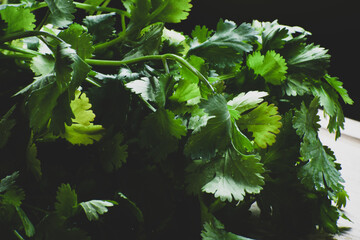 Hojas de cilantro fresco también le llaman culantro