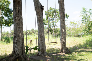 Fototapeta premium Empty swings in outdoor nature, ropes hangs from a tall trees,