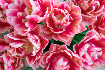 bouquet of gently pink tulips close up
