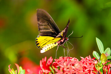 The butterfly is looking for its food.