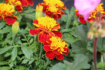 Marigolds Of May, Edmonton, Alberta