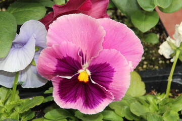 Pansy In Bloom, Edmonton, Alberta