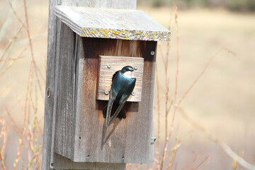 Looking For A Nest, Pylypow Wetlands, Edmonton, Alberta