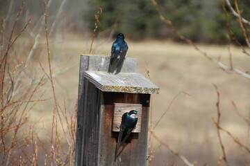 Birds Of Spring, Pylypow Wetlands, Edmonton, Alberta