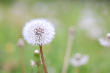 タンポポの綿毛と美しい背景のボケ