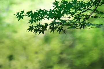 春の緑のモミジ(カエデ）と池の水面に映る緑のボケ