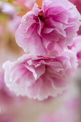 二つの美しい春の桜の花と背景のボケ