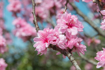 満開のハナモモのクローズアップ