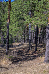 Dirt road in a pine forest on a sunny spring day