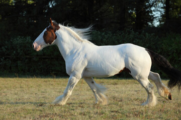 Obraz na płótnie Canvas American Paint Horse stallion galloping in paddock at dusk