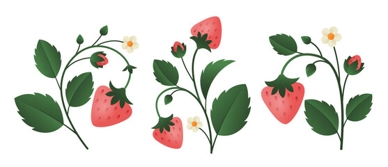 Strawberry branches isolated on white background. Vegetable elements for design. 