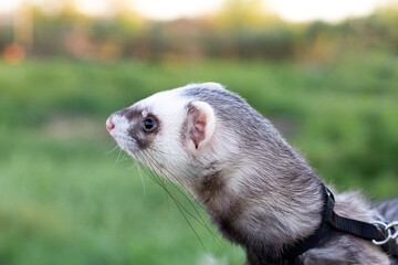 Sable ferret, Mustela putorius,sitting on the fence green grass