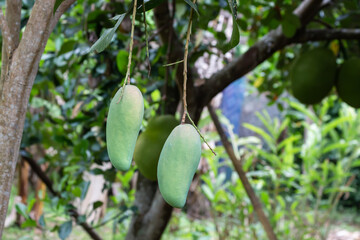 Mango on the tree in the garden