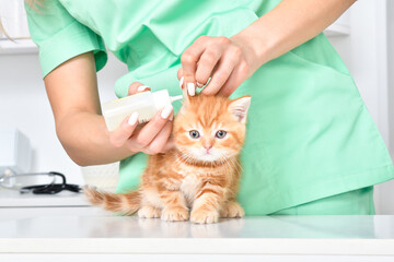 Veterinarian treats ears a cute little kitten Scottish Straight