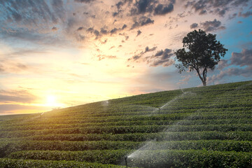 Tea plantation garden tea plantations sunset