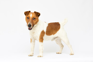Little dog at studio looking up. Portrait pet. jack russel terrieron white background