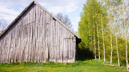 spring landscape with a row of birches next to an old wooden barn