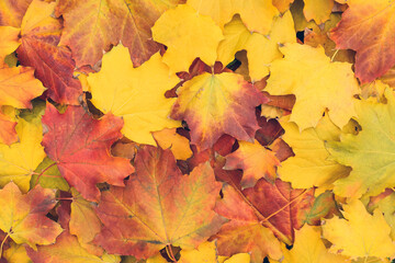 Heap of fallen leaves as background