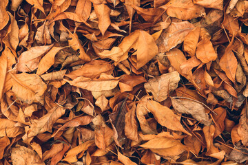 Heap of fallen leaves as background