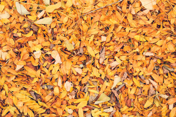 Heap of fallen leaves as background