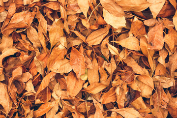 Heap of fallen leaves as background