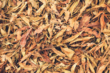 Heap of fallen leaves as background