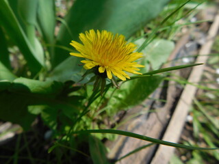 Dandelion yellow with grass. Macro photography. The photo