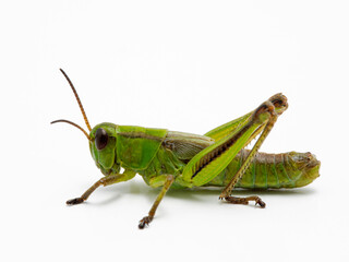 P1010007 green subadult male two-striped grasshopper (Melanoplus bivittatus) isolated on white cECP 2020
