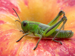 P1010012 green subadult male two-striped grasshopper (Melanoplus bivittatus) isolated on a brightly colored apple cECP 2020