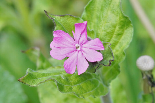Closeup on a pink flower of the red campion or catchfly wildflower, Silene dioica, in the garden