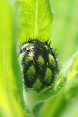 Closeup of an unopened flower-bud of perennial or mountain cornflower, Centaurea montana
