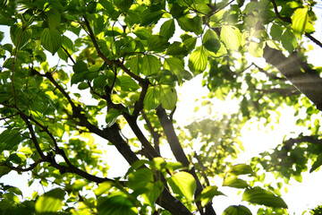 朝日を浴び清々しい新緑の木々