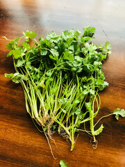 Bunch of Fresh Coriander Leaves Over Wooden Table