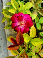 pink flower in the garden