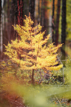 autunm colous in forest, park